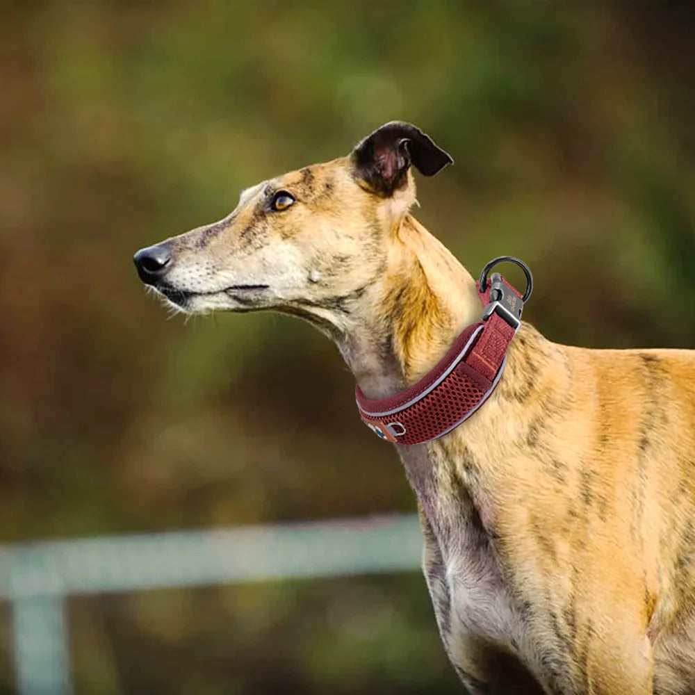 Personalized Mesh Dog Collar With Free Engraving And Reflective Design