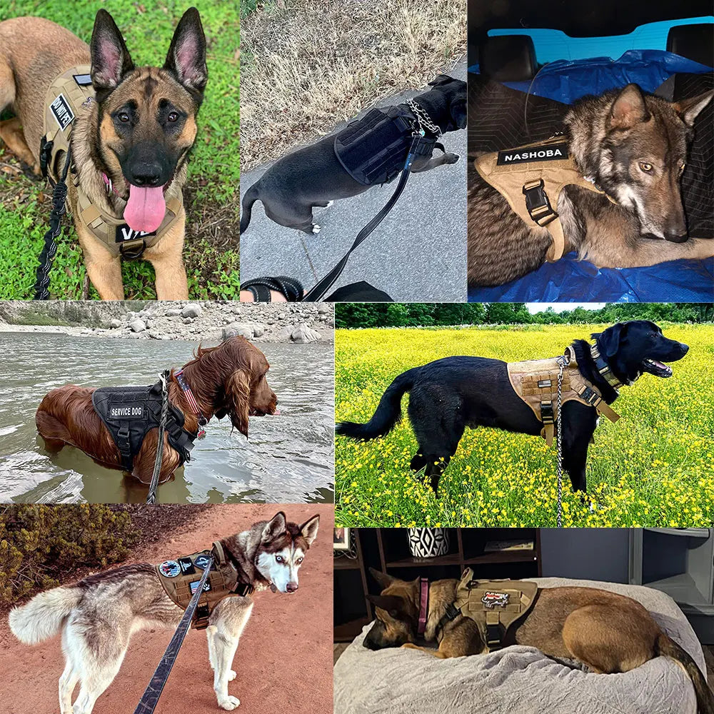 Petravel Adjustable Padded Nylon Dog Harness With Leash